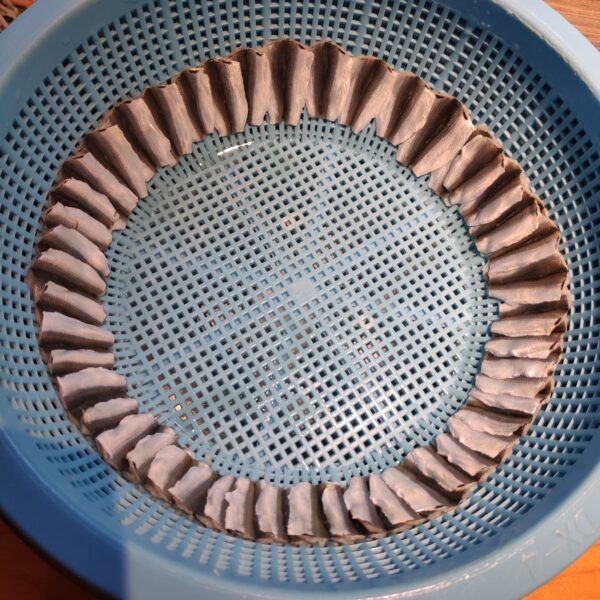 新子（しんこ）